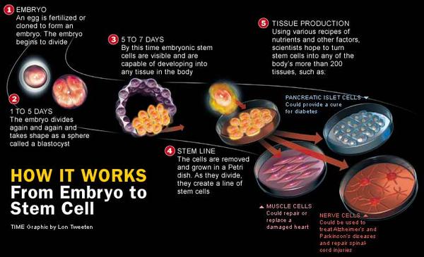 Scientists Create Blood From Stem Cells