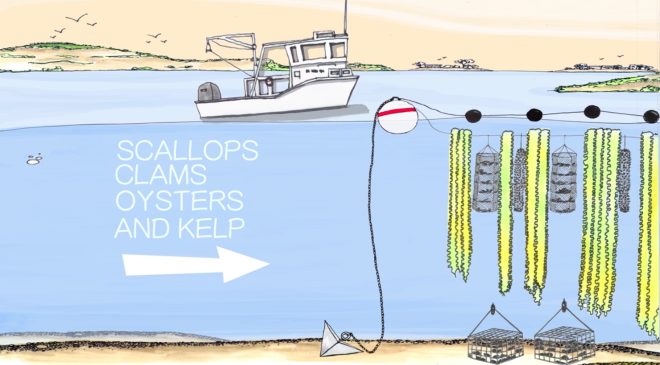 The Seas Will Save Us: How an Army of Ocean Farmers are Starting an Economic Revolution