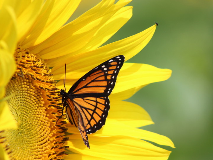 Plant Milkweed and Help Save the Monarch Butterfly