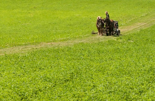 The Amish Farmers Reinventing Organic Agriculture