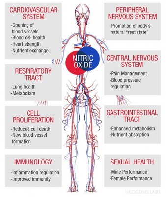 L-Arginine – Nitric Oxide (NO) Connection