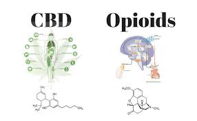 CBD Hemp Extract Can Reduce Opioid Use!